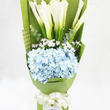 马蹄莲代表什么,马蹄莲的花语是什么?